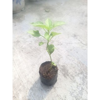 Combo 5 bầu cây Ớt Sừng Trâu , cây con, mua 10 tặng 1