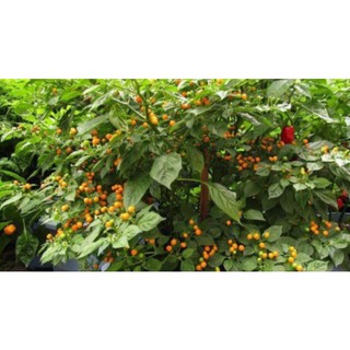 Cây giống Ớt Peru ( charapita), ớt cay và mắc nhất, cây con