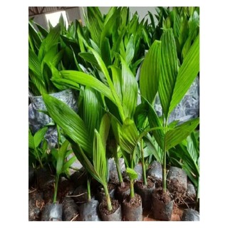 1 bầu Cây Cau làm giống, loại cau ăn trầu xưa