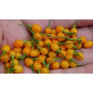 3 cây Ớt Peru vàng ( charapita) - ớt cây và mắc nhất thế giới - cây con