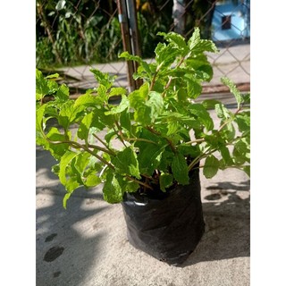 Chậu Rau Húng Lủi xanh tốt