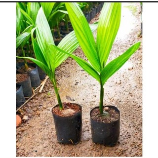 1 bầu Cây Cau làm giống, loại cau ăn trầu xưa