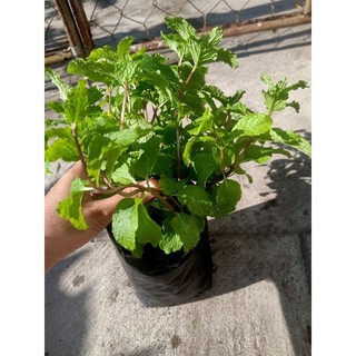 Chậu Rau Húng Lủi xanh tốt