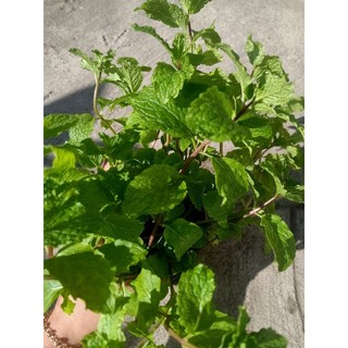 Chậu Rau Húng Lủi xanh tốt