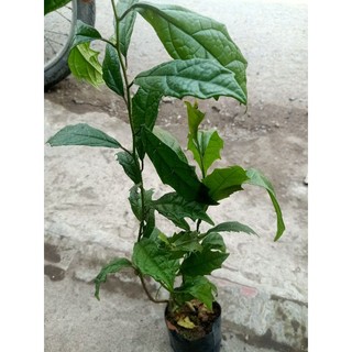 Bầu cây Xạ Đen, cây dược liệu nhiều công dụng