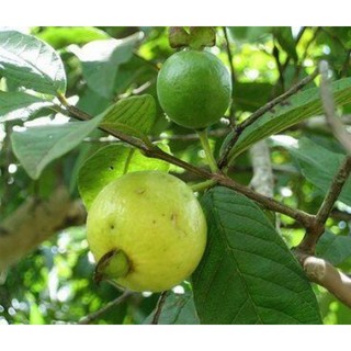 Cây giống Ổi Sẻ ( Ổi Lá Kim) ruột hồng, cây ổi tuổi thơ