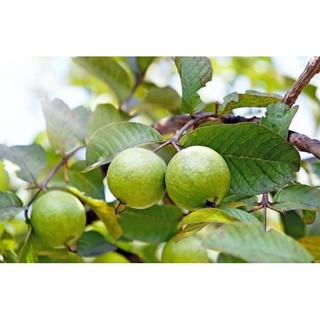Cây giống Ổi Sẻ ( Ổi Lá Kim) ruột hồng, cây ổi tuổi thơ