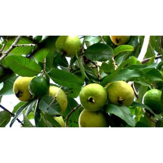 Cây giống Ổi Sẻ ( Ổi Lá Kim) ruột hồng, cây ổi tuổi thơ
