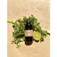 Tinh Dầu 10ML , 50ML Đa Dạng Mùi - Thơm Phòng , Thư Giãn , Đuổi Muỗi , Sả Chanh, Quế, Bạc Hà, Khuynh Diệp, Thông, Cam