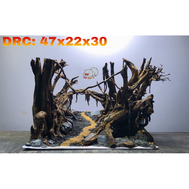 rừng layout thuỷ sinh | Shopee Việt Nam
