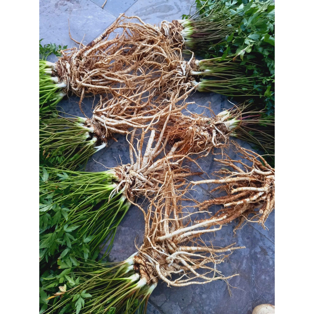 Sâm Đương Quy Sìn Hồ Lai Châu size 1 củ/1kg