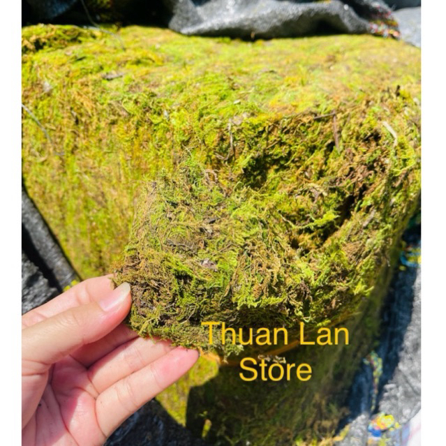 Rêu Rừng Trồng Lan, Kiểng Lá Gói 500g | Shopee Việt Nam