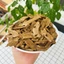 Mộc hương bắc 100g, sấy khô, thái lát, hỗ trợ giảm đau dạ dày, tốt cho tiêu hóa - Tiệm lãn ông