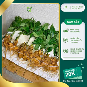 Củ Sâm Lai Châu(Sâm Ngọc Linh Lai Châu) Có Lá hàng Vùi Rừng già lâu năm được kiểm định