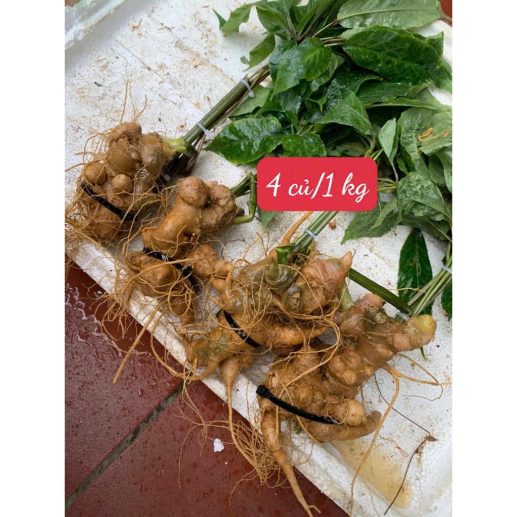 Củ Sâm Lai Châu(Sâm Ngọc Linh Lai Châu) Có Lá hàng Vùi Rừng già lâu năm được kiểm định