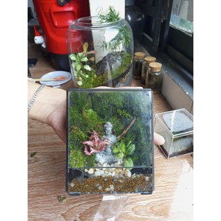 Terrarium " Góc Phật Ngộ " thích hợp làm quà tăng cho người thân tặng kèm đèn đế gỗ