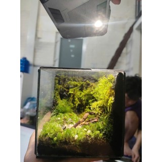 Terrarium " Góc Phật Ngộ " thích hợp làm quà tăng cho người thân tặng kèm đèn đế gỗ