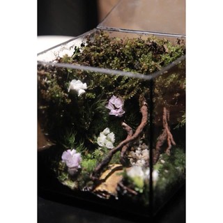 Terrarium " Góc Phật Ngộ " thích hợp làm quà tăng cho người thân tặng kèm đèn đế gỗ