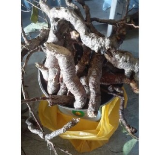Củ Hà Thủ Ô trắng, tươi, mọc tự nhiên ở vùng núi cao Đá Bàn, Ninh Sơn, Ninh Hòa, Khánh Hòa (xứ trầm hương)