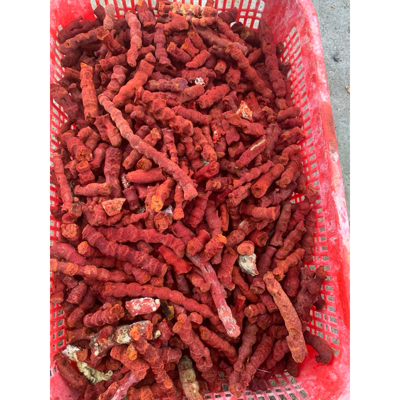 cành thân san hô đỏ 100g