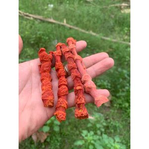 cành thân san hô đỏ 100g