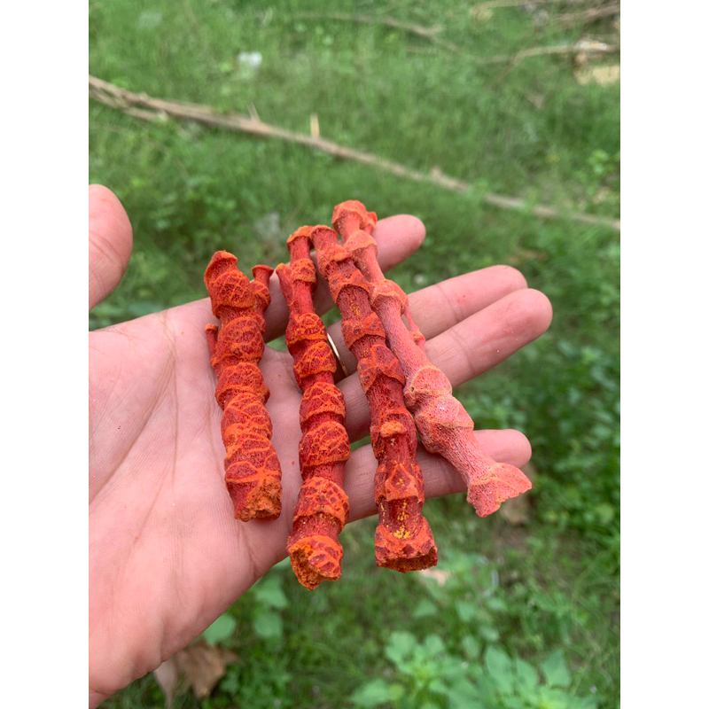 cành thân san hô đỏ 100g