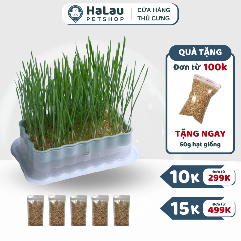 Bộ kit trồng cỏ mèo thủy canh, cỏ lúa mì, cỏ mèo tiêu búi lông + 5 bịch ...