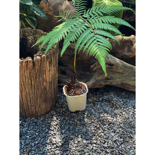 Củ Dương Xỉ Culi - Không có lá - Decor sân vườn, nhà cửa siêu đẹp và dễ chăm - Vườn Như Ngọc