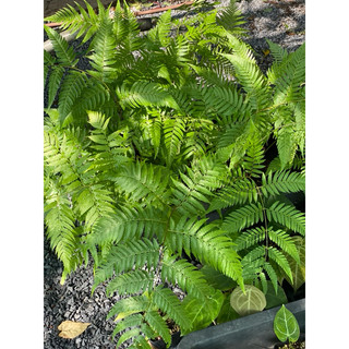 Củ Dương Xỉ Culi - Không có lá - Decor sân vườn, nhà cửa siêu đẹp và dễ chăm - Vườn Như Ngọc