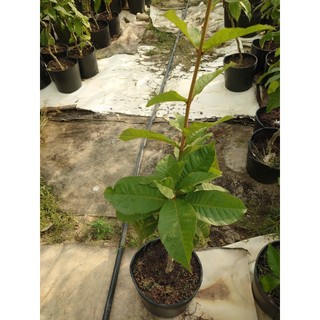 Cây mai xanh thái (size lớn cao 80-120cm chuẩn bị cho hoa) chậu cây cảnh đẹp trang trí sân vườn