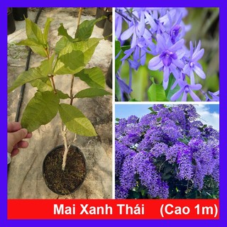 Cây mai xanh thái (size lớn cao 80-120cm chuẩn bị cho hoa) chậu cây cảnh đẹp trang trí sân vườn