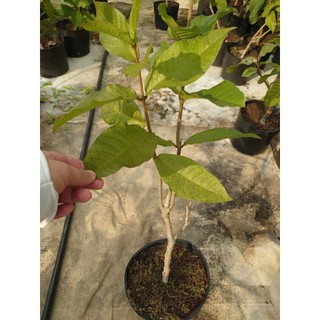 Cây mai xanh thái (size lớn cao 80-120cm chuẩn bị cho hoa) chậu cây cảnh đẹp trang trí sân vườn