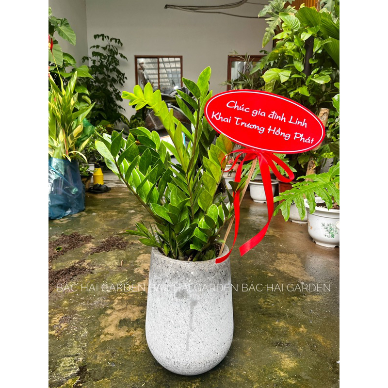 [Ship Hoả Tốc ]Chậu Kim t.iền quà tặng khai trương- Tân gia đẹp tại Sài Gòn- Cây nội ngoại thất