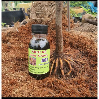 siêu kích rễ A01 sắp đế ( chính hãng )