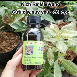 siêu kích rễ A01 sắp đế ( chính hãng )