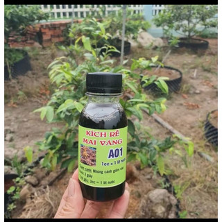 siêu kích rễ A01 sắp đế ( chính hãng )