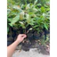 Lộc vừng bông đỏ ( cây giống lộc vừng bông đỏ cao 40-50cm )
