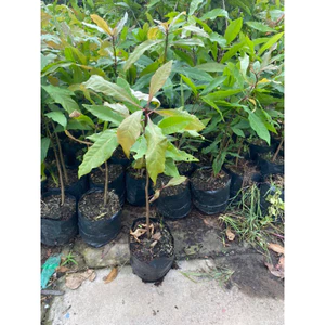 Lộc vừng bông đỏ ( cây giống lộc vừng bông đỏ cao 40-50cm )