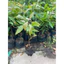 Lộc vừng bông đỏ ( cây giống lộc vừng bông đỏ cao 40-50cm )