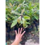 Lộc vừng bông đỏ ( cây giống lộc vừng bông đỏ cao 40-50cm )