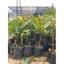 Lộc vừng bông đỏ ( cây giống lộc vừng bông đỏ cao 40-50cm )