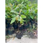 Lộc vừng bông đỏ ( cây giống lộc vừng bông đỏ cao 40-50cm )