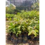 Lộc vừng bông đỏ ( cây giống lộc vừng bông đỏ cao 40-50cm )