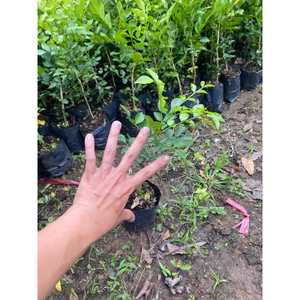 20 nguyệt quế ( combo 20 cây giống nguyệt quế cao tầm gang tay )