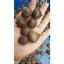 TÚI 500GR TỎI ĐEN YÊN CHÂU DIỆP BÁCH TỐT CHO SỨC KHỎE