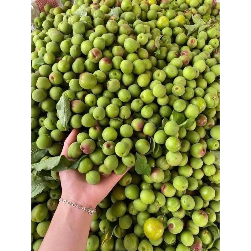 Quả mơ xanh, mơ chín (1kg) | Shopee Việt Nam