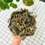 Bồ công anh 100g, trà bồ công anh khô, sạch, giúp lợi sữa, mát sữa, thanh nhiệt, giải độc, mát gan