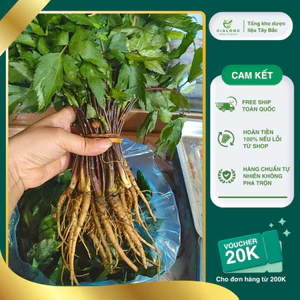 10 Cây Giống Sâm Đương Quy Sìn Hồ Lai Châu Hàng Tuyển Chọn Chất Lượng Cao