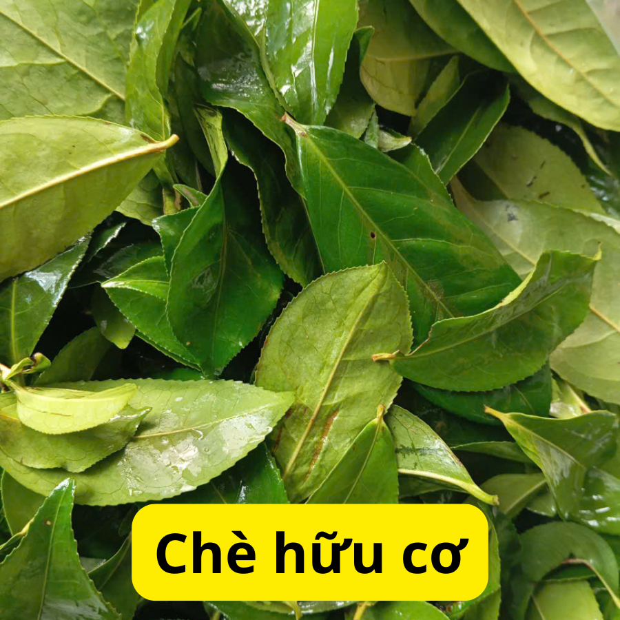 Lá chè xanh/ lá trà xanh - ship nhanh(chỉ giao miền Bắc) | Shopee Việt Nam