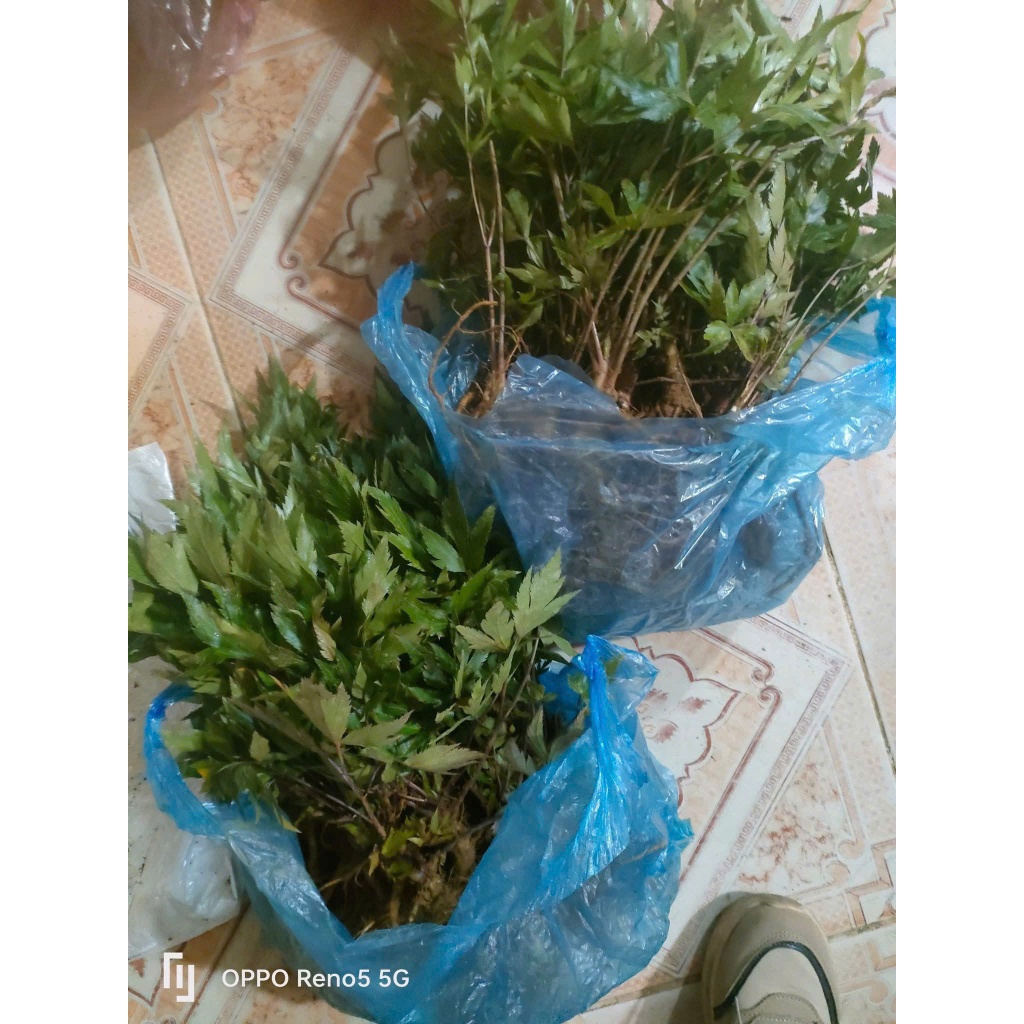Cây Giống Sâm Đương Quy Sìn Hồ Lai Châu Hàng Tuyển Chọn Chất Lượng Cao